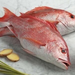 Red Snapper