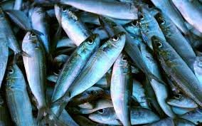 Kerala Sardine